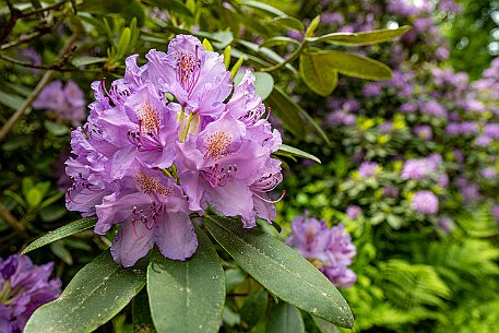 Rhododendron in Leuzigen