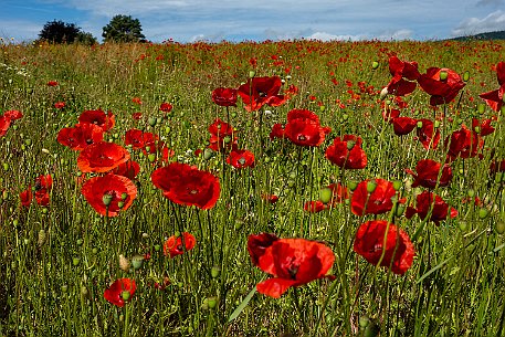 Mohnblumen in Bellmund BE