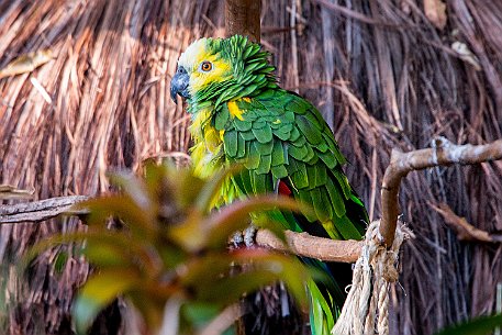 Brasil | Iguasu - Parque das Aves