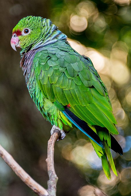 Brasil | Iguasu - Parque das Aves