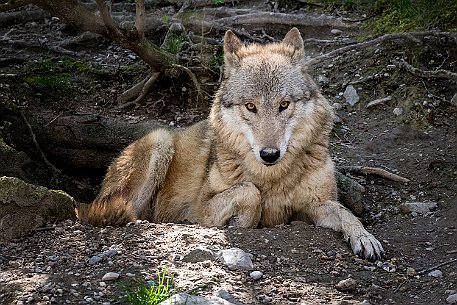 Mongolischer Wolf (Canis Lupus Chanco)